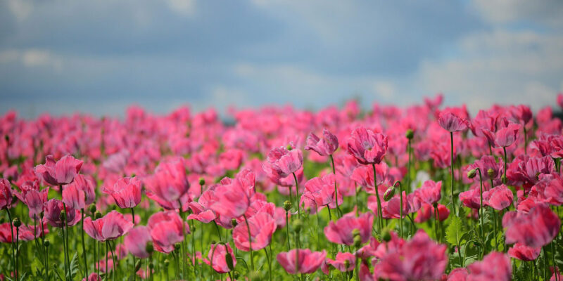 wildflower fields in los angeles